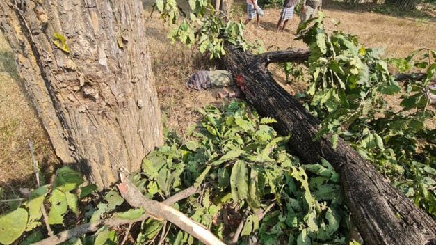 Betul Accident : पेड़ काटने गए एक वृद्ध की उसी पेड़ के नीचे दबने से मौत