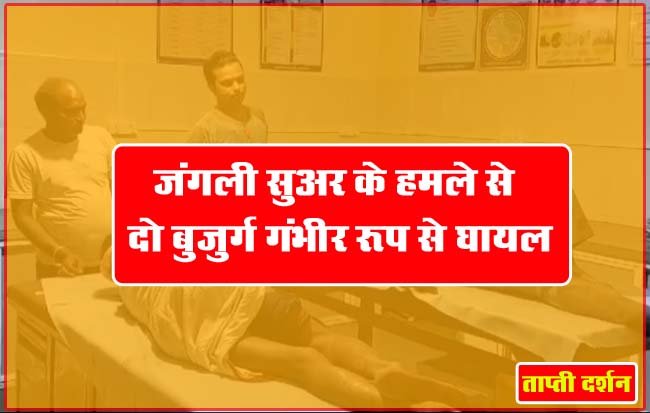 Attack News: जंगली सुअर के हमले से दो बुजुर्ग गंभीर रूप से घायल