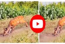 Magarmach Aur Hiran Ka Video: तालाब में पानी पी रहा था हिरण, तभी निकल पड़ा मगरमच्छ, फिर जो हुआ...