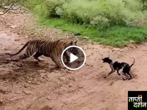 Tiger Aur Kutte Ka Video : पेड़ के नीचे आराम फरमा रहे टाइगर को कुत्ते ने ललकारा, फिर शुरू हुआ घमासान...