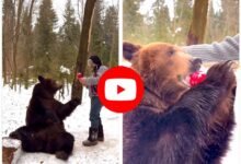 Bhalu Ka Video: लॉलीपॉप देखते ही बच्चा बन गया खूंखार भालू, देखें वीडियो