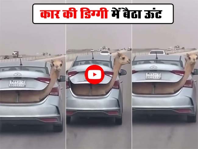 Oont Ka Video: कैसे-कैसे लोग हैं… कुछ नहीं मिला तो कार की डिग्गी में भर दिया ऊंट, वीडियो देख लोग ने पूछा- हबीबी ये कैसे किया