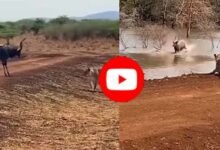 Sher Hiran Ka Viral Video: शेर और खूंखार मगरमच्छ के बीच फंसा हिरण, वीडियो देख रोंगटे खड़े हो जाएंगे