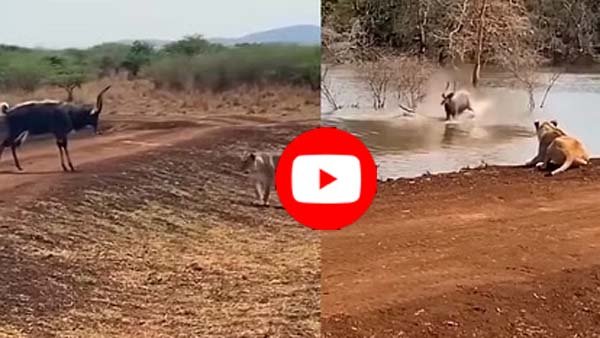 Sher Hiran Ka Viral Video: शेर और खूंखार मगरमच्छ के बीच फंसा हिरण, वीडियो देख रोंगटे खड़े हो जाएंगे
