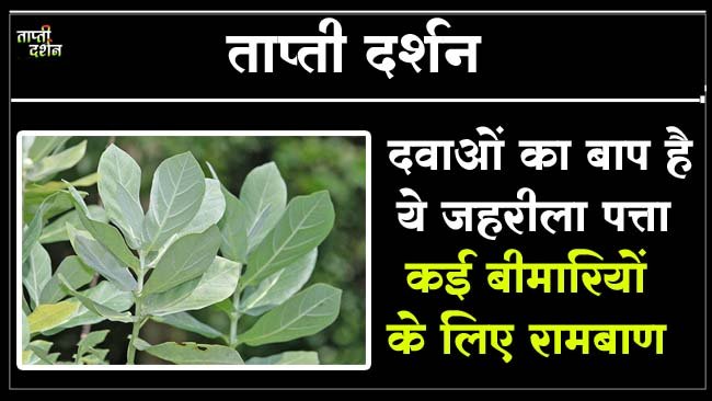 Aak Tree Benefits: आपके घर के पास लगा ये जहरीला पत्ता है दवाओं का बाप, लकवा, जोड़ों में दर्द और शुगर के मरीजों के लिए रामबाण