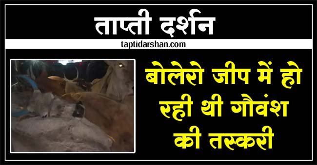 Betul News: गौवंश की तस्करी कर रहे बोलेरो कार को पुलिस ने जब्त किया 