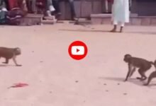 Funny Monkey Video: बड़े ही मस्‍तीभरे अंदाज से कबड्डी खेलते नजर आएं बंदर, वीडियो देख नहीं रोक पाएंगे हंसी!