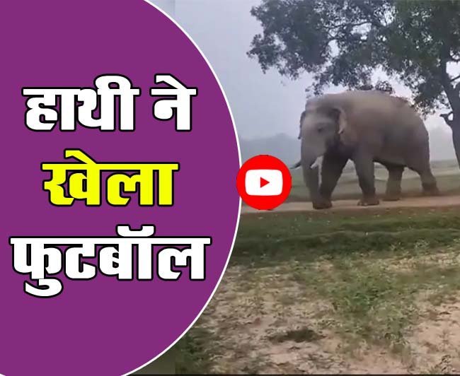 Elephant Plays Football Video: मैदान में मस्‍ती भरे अंदाज में फुटबाल खेल रहा था गजराज, लोग बोले – इसके आगे तो खिलाड़ी भी फेल…