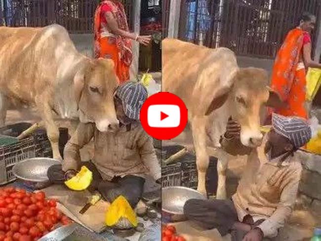 Cow-Human Friendship: सब्जी वाले पर गाय ने खूब लुटाया प्यार, वीडियो देख लोग बोले- दिल से अमीर यही हैं