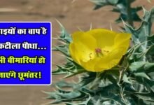 Satyanashi Ke Fayde: किसी वरदान से कम नहीं है यह कटीला पौधा... पीलिया, अस्थमा और मलेरिया हो जाएंगे छूमंतर