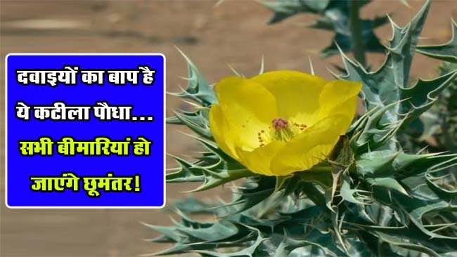 Satyanashi Ke Fayde: किसी वरदान से कम नहीं है यह कटीला पौधा... पीलिया, अस्थमा और मलेरिया हो जाएंगे छूमंतर