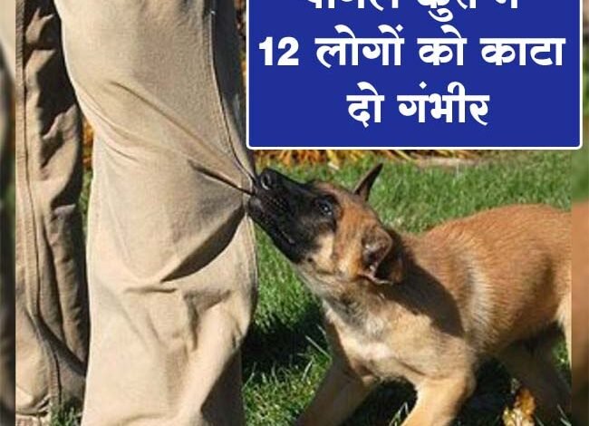 Dog Attack: पागल कुत्ते ने 12 लोगों को काटा, दो गंभीर