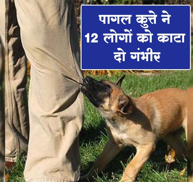 Dog Attack: पागल कुत्ते ने 12 लोगों को काटा, दो गंभीर