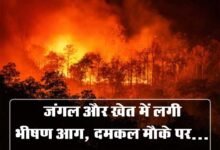 Betul Fire News: जंगल और खेत में लगी भीषण आग, दमकल मौके पर...