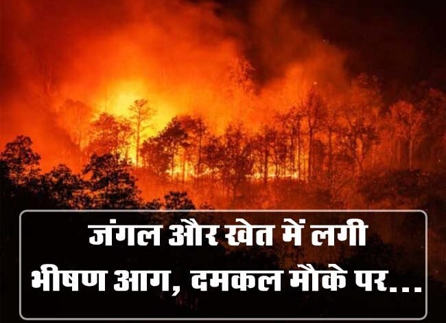 Betul Fire News: जंगल और खेत में लगी भीषण आग, दमकल मौके पर...