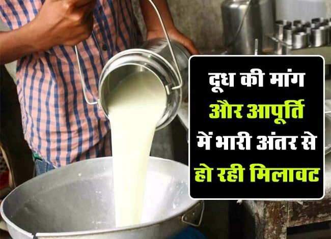Betul News: दूध की मांग और आपूर्ति में भारी अंतर से हो रही मिलावट