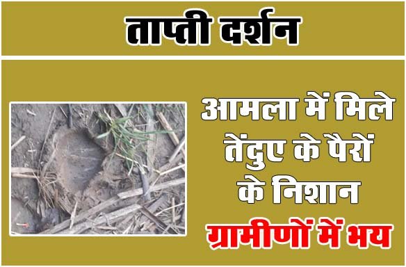 Betul News: आमला में मिले तेंदुए के पैरों के निशान, ग्रामीणों में भय