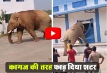 Hathi Ka Viral Video: भूख से परेशान हाथी ने गोदाम के शटर को कागज की तरह फाड़ दिया, वीडियो देख लोग हुए भावुक