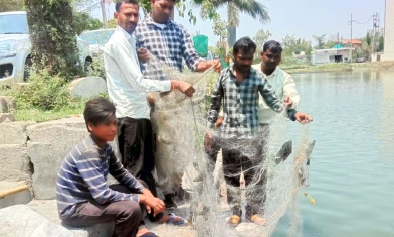 Betul News: शनि सरोवर में फिर पकड़ाया मछलियों से भरा जाल, नहीं थम रहा मछली चोरी का सिलसिला