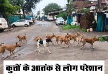 Betul News: मुलताई में कुत्‍तों का आतंक, लोगों ने कई बार सौंपा ज्ञापन फिर भी कोई कार्रवाई नहीं