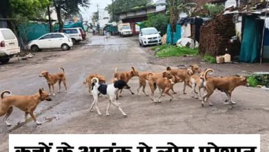 Betul News: मुलताई में कुत्‍तों का आतंक, लोगों ने कई बार सौंपा ज्ञापन फिर भी कोई कार्रवाई नहीं