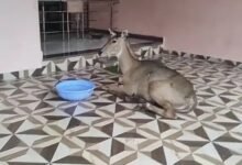 Betul News: कुत्तों के हमले से घायल नीलगाय मंदिर में छिपी, रेस्क्यू कर जंगल में छोड़ा