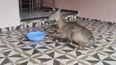 Betul News: कुत्तों के हमले से घायल नीलगाय मंदिर में छिपी, रेस्क्यू कर जंगल में छोड़ा
